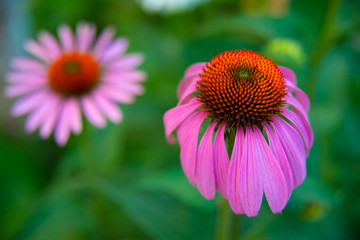 Echinacea flower in the collection period to create medicines. Echinacea purpurea (purple coneflower). Beautiful flowers of echinacea on a lush green background.