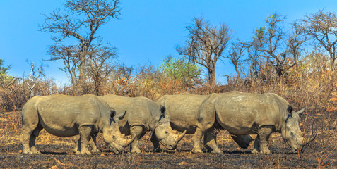 Naklejka premium Widok z boku czterech białych nosorożców ustawionych na sawannie w parku Hluhluwe-Imfolozi w RPA, znanym jako rezerwat łowiecki Umfolozi, najstarszy rezerwat przyrody założony w Afryce. Niebieskie niebo.