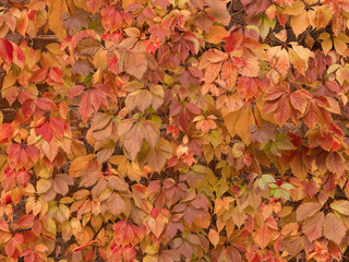 Red leaves background. Autumn. Copy space. Autumn background. Brick wall with red plant.