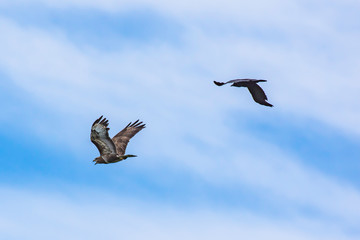 Crow chasing buzzard away.