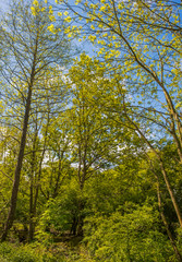 An area of trees in the middle of Manor Royal industrial estate Crawley