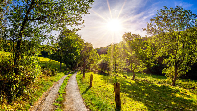 Landscape in summer with meadows, forest and trees beside a road