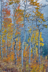 Obraz premium Aspen Blues