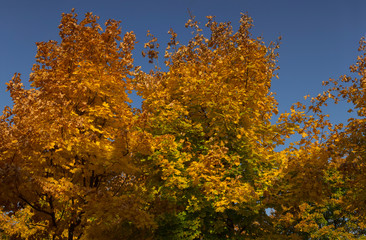 Fototapeta premium Fire leaves on the tops of trees. Autumn landscape. Plantations of maple trees. Trees threw off foliage. 