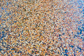 Colorful autumn leaves on clear water surface texture.