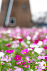 Cosmos Flower / Furusato Plaza in Sakura City, Chiba Prefecture, Japan