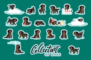Fototapeta premium Set of cute dogs labrador and retriever.