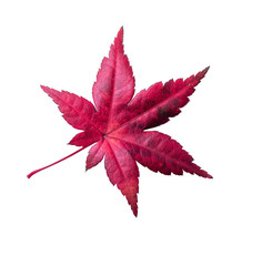 Ahornblatt freisteller