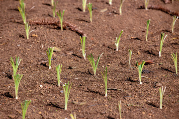 Sprouts in growing