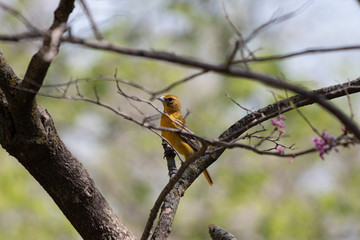 Female Oriole in a Tree
