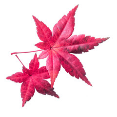 Ahornblatt Herbst freisteller