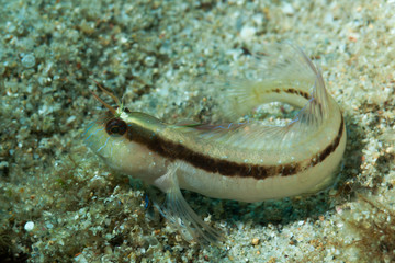 pesce con banda longitudinale nera e sottili linee blu sul capo