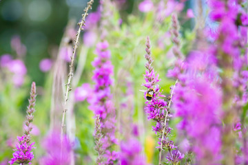 Colorful summer meadow full of violet flowers.