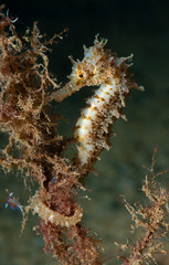 seahorse attached to hydroids