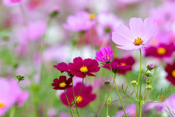 Fototapeta premium Cosmos Flower / Furusato Plaza in Sakura City, Chiba Prefecture, Japan