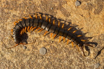 Mediterranean banded centipede. Scolopendra cingulata.