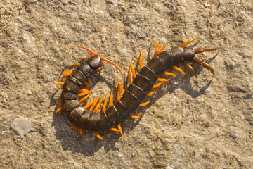 Mediterranean banded centipede. Scolopendra cingulata.