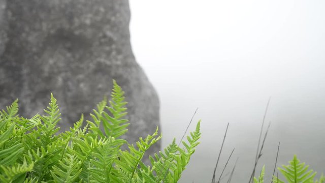 Elephant Rocks near Dillon Beach in Marin County California.  Heavy, wind blown fog.  Limited visibility.  Green fields and ferns.