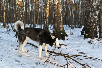 Dog breed Siberian Husky chewing on a stick in a sunny winter forest