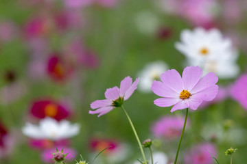 Cosmos Flower / Furusato Plaza in Sakura City, Chiba Prefecture, Japan