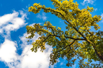 Autumn trees branches