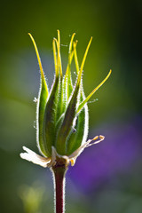new green flower bud close up 