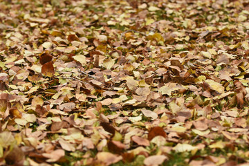 Autumn Leaves Abstract