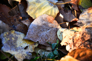 Decaying Leaves Covered in Frost