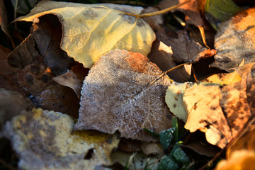 Decaying Leaves Covered in Frost