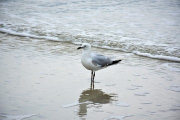 Seagull on beach.Australia