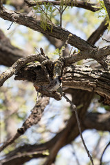 Harris Sparrow on a Branch