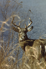 White-Tailed Deer Buck (Odocoileus Virginianus)