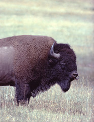 American Buffalo (Bison Bison)