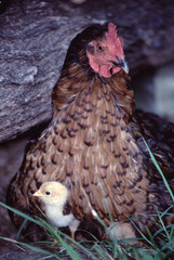 Chicken (Gallus Gallus Domesticus)