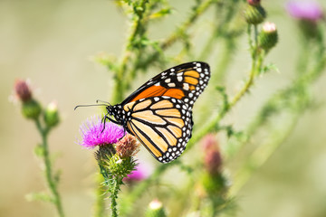 Monarch butterfly feeding on thistle nectar