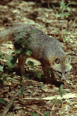 Gray Fox (Urocyon Cinereoargenteus)
