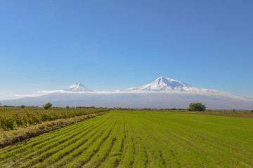 Fototapeta premium A scenic view of Mout Ararat from Armenia