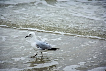 Seagull walking on beach.Australia