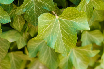 Green leaves close up, green background, texture, fresh nature fragment.