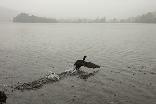cormorant taking off on lake grassmere in cumbria
