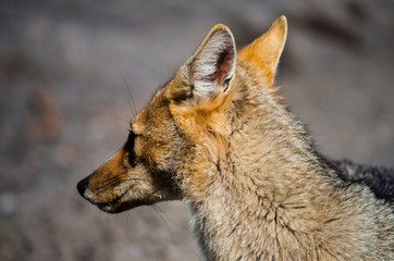 Fototapeta premium retrato de zorro colorado patagonico