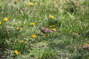Chipping Sparrow and Dandelions