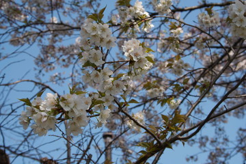 桜