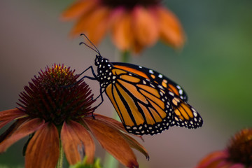 Male Monarch on Coneflower