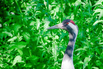 Sandhill crane portrait.Wildlife photography Uk.Colourful large bird close up.