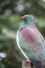 Wood pigeon on Kapiti Island