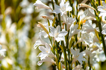 ramillete de flores blancas
