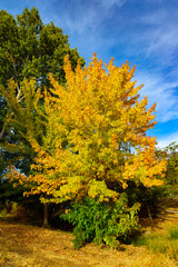 Autumn Golden Foliage 