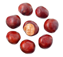 Chestnut isolated on white background