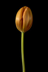 Orange tulip flower on black background